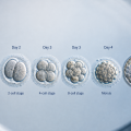 Why don’t all fertilised eggs develop into blastocysts?